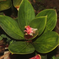 Costus erythrophyllus Loes.